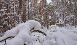 After a snowfall. / ***