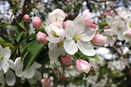 Apple blossom / ***
