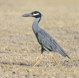Yellow-crowned Night Heron / ***