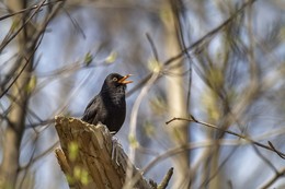 Catbirds / ***