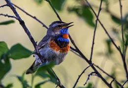 Bluethroat / ***