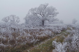 Winter trails / ***