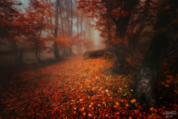 Autumn road / ***