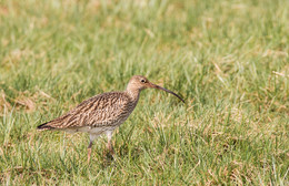 Großer Brachvogel / Großer Brachvogel