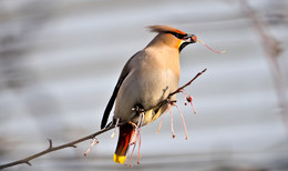 Waxwing. / ***