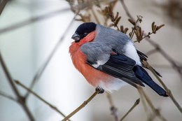 Bullfinch / ***