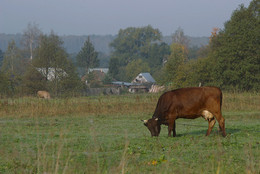 Foggy morning / ***