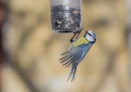 Blue tit / ***