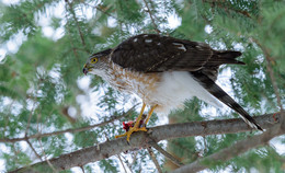 Sharp-shinned Hawk / ***