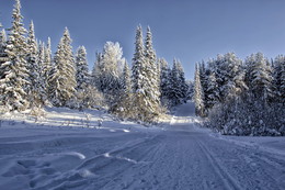 In forest / ***