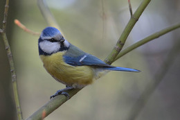 Blue tit / ***