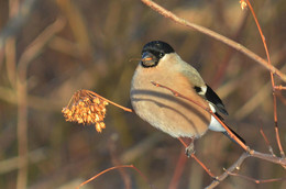 Bullfinch / ***