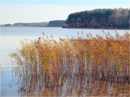 reeds near the shore / ***