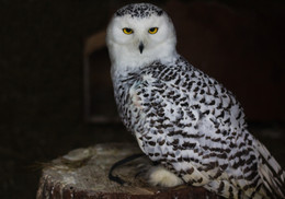 behind the glass / ***