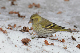 Siskin / ***