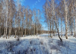 Birch Grove / ***