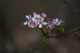 Apple blossoms ... / _^_