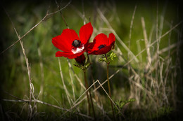 Anemones / ***