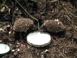 Hedgehogs / ***