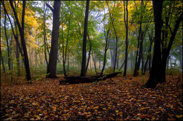 in the autumn forest / ***