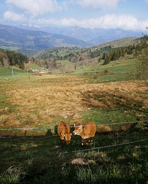 Pastoral / ***