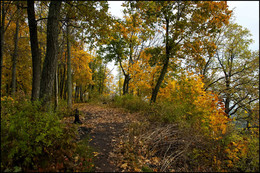 in the autumn forest / ***