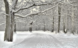 winters in the forest / ***