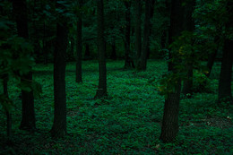 dark green colored trees / ***