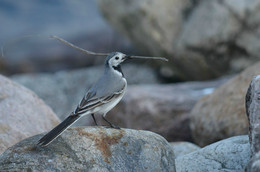 Wagtail / ***