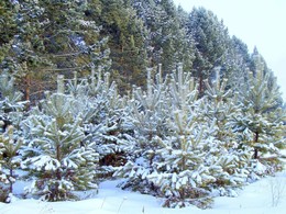 At the edge of forest / ***