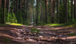 About summer in the woods / ***