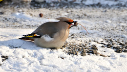 Waxwing. / ***