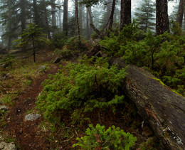 On the forest path / ***