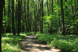 Forest path / ***