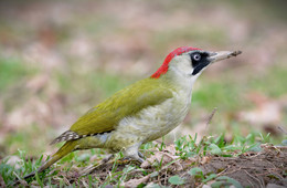 green woodpecker / ***