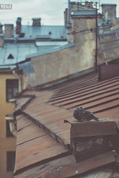 Love and pigeons / ***