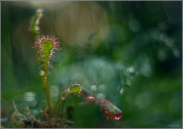 sundew / ***