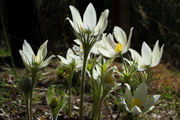 Snowdrops / ***