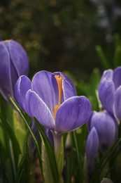 Crocuses / ***