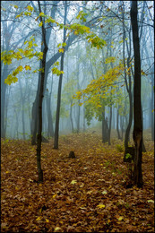 in the autumn forest / ***