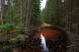 Forest spills / ***