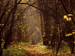 Magical Forest / ***