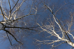 Black &amp; White / ***