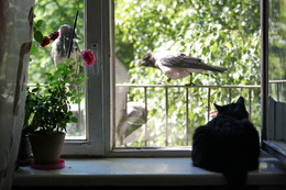Through the glass / ***