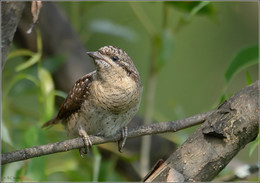 Wryneck / ***