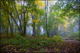 in the autumn forest / ***