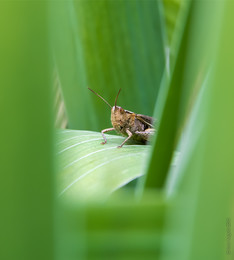 In the grass grasshopper sat / ***