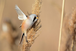 Bearded tit / ***