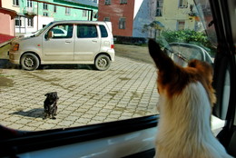 Through the glass / ***