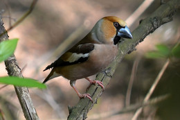 Grosbeak / ***